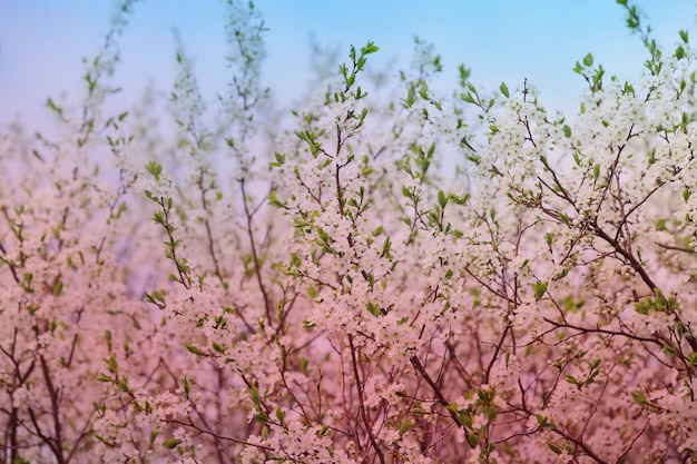 青い空の背景に白い花と葉を持つ桜と梨の枝