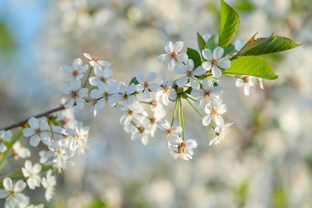 cherry and pear branch with white flowers and leaves on a blue sky background