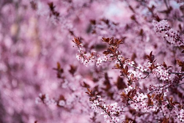 Вишневый розовый цвет на ветвях деревьев
