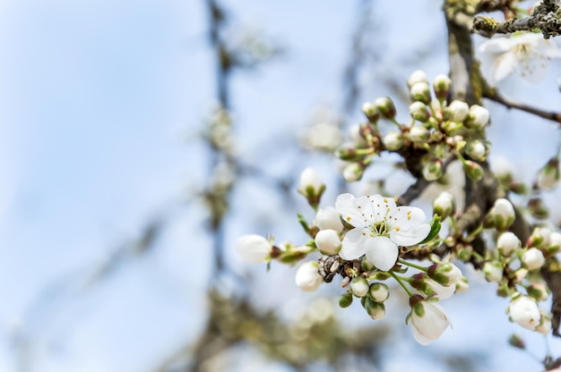 空の背景に桜の梅の花