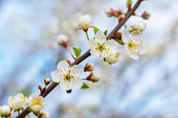 Cherry plum branch with flowers and buds cherry plum blossoms