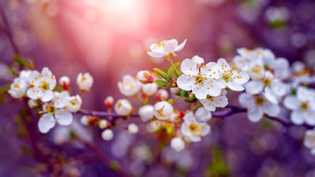 Ramo di prugna ciliegia con fiori e boccioli al tramonto, fiori di prugna ciliegia