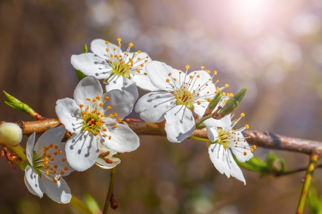 Cherry plum flowers on a dark in sunny weather