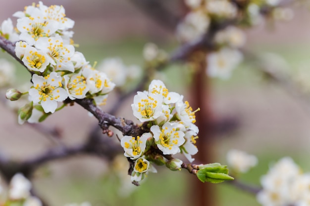 桜の梅の花は枝のクローズアップで白。チェリープラムの木の半分開いた芽。