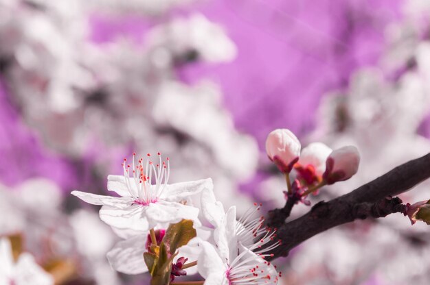 白とピンクの花びらと桜の梅の花ぼやけたピンクの背景に桜のような花4月22日のアースデイの新生活の写真