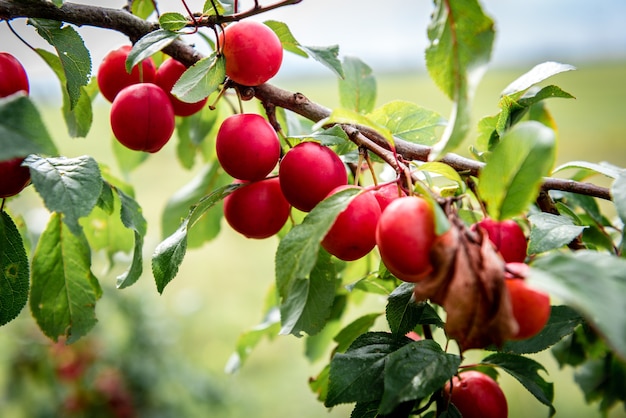 Cherry plum growing in garden.