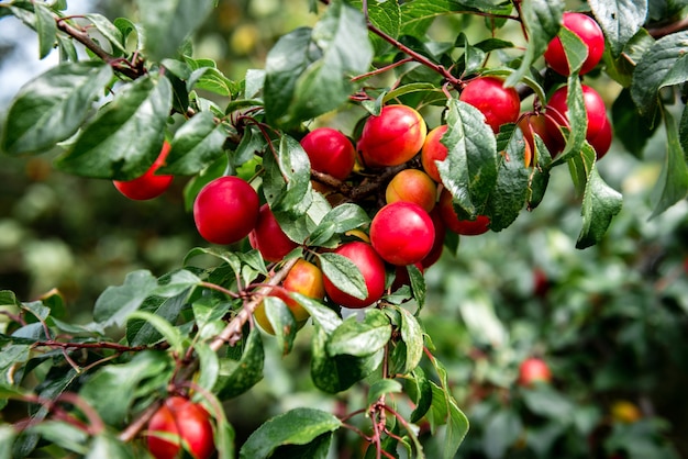 Cherry plum growing in garden.