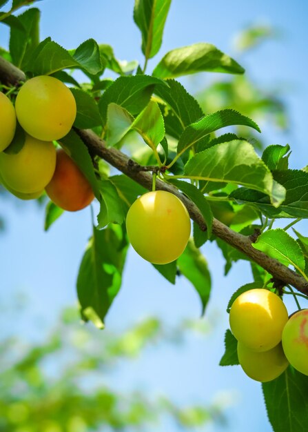 cherry plum grows and ripens on a branch of a plum tree. plum cultivation concept