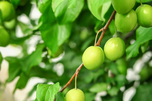 桜の梅は梅の木の枝で育ち、熟します。プラム栽培コンセプト