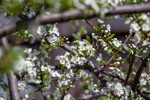 Photo cherry plum tree in blossom in the spring garden