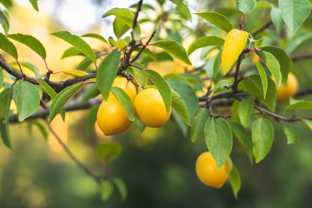 Cherry plum tree with fruits Ripe yellow berries on a branch in orchard garden at summer Selective focus Beautiful bokeh Myrobalan plum and green leaves closeup Growing cherryplums