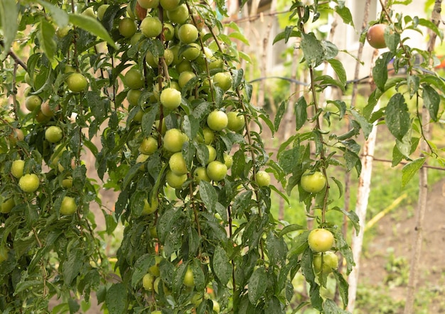 Cherry plum tree with a lot of fruits branches loaded with fruit