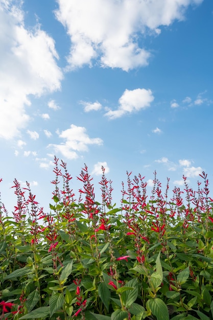 Cherry sage bloemen en blauwe lucht met wolken.