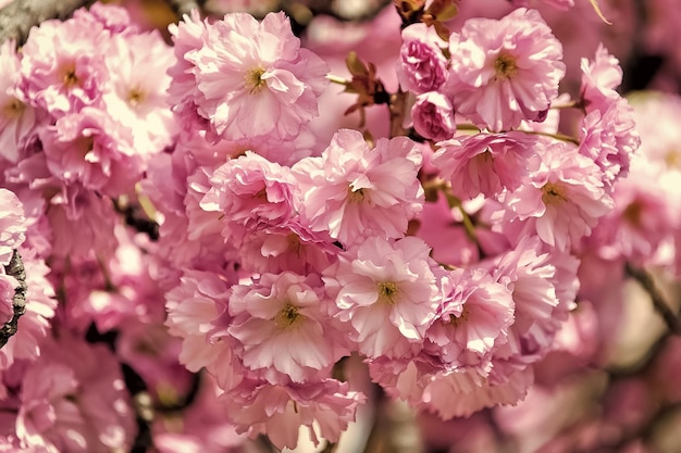 晴れた日にピンクの花を咲かせる桜の木