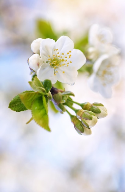 Cherry spring flower and bud on tree