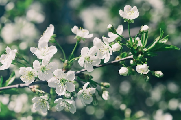 Cherry spring flowers