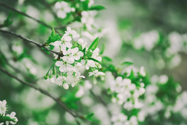 桜の春の花