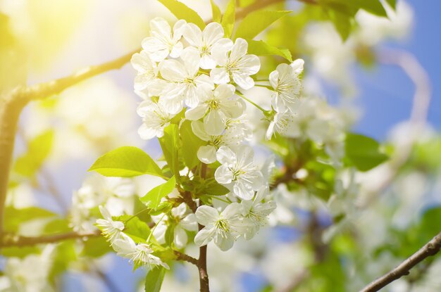 桜の春の花