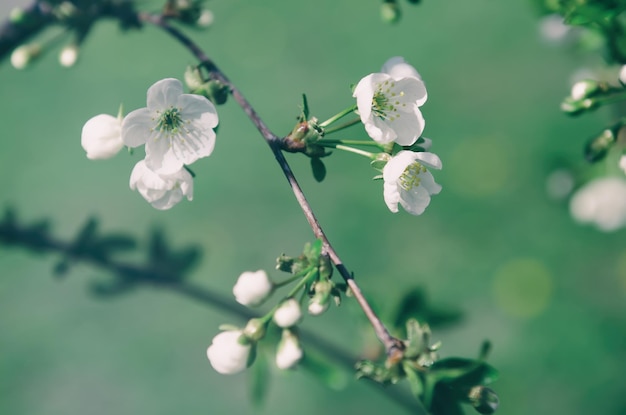 Fiori di ciliegio primaverili