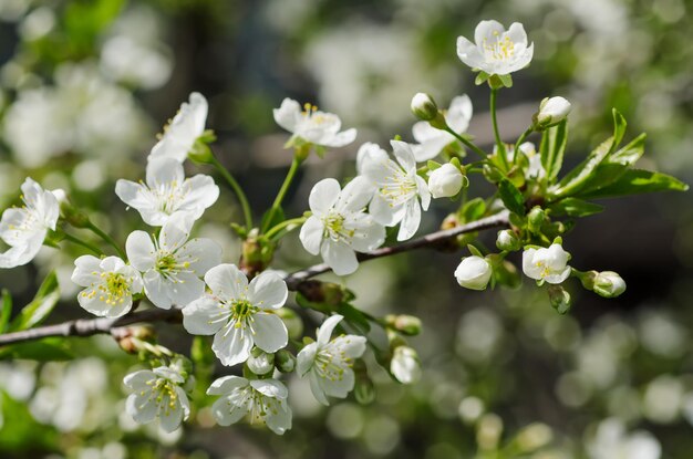 Cherry spring flowers