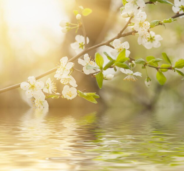 桜の春の花