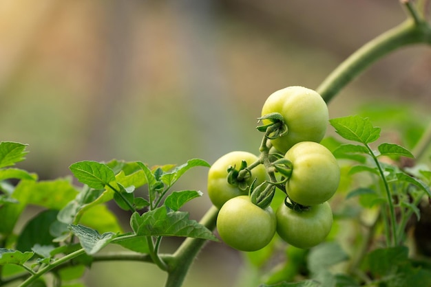 Cherry Tomaten, Biologische Cherry Tomaten