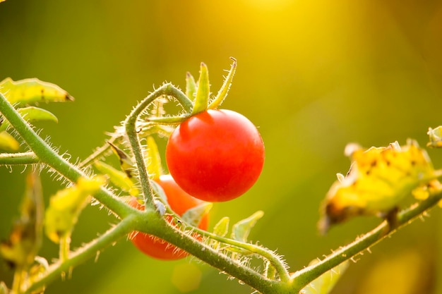 Cherry Tomaten in de tuinboerderij
