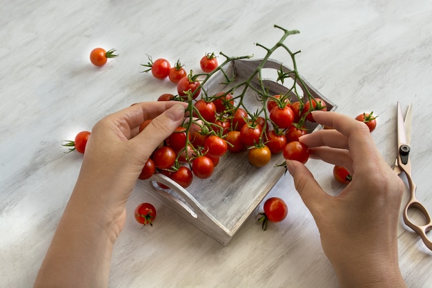 Cherry Tomaten op lichte achtergrond tuinmannen handen houden tomaten