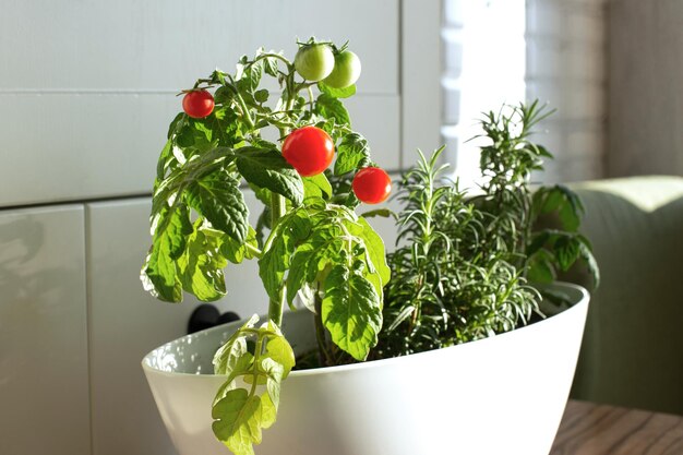 Фото Вишневые помидоры и розмарин, выращенные в горшке в домашнем овощном саду на белой кухне