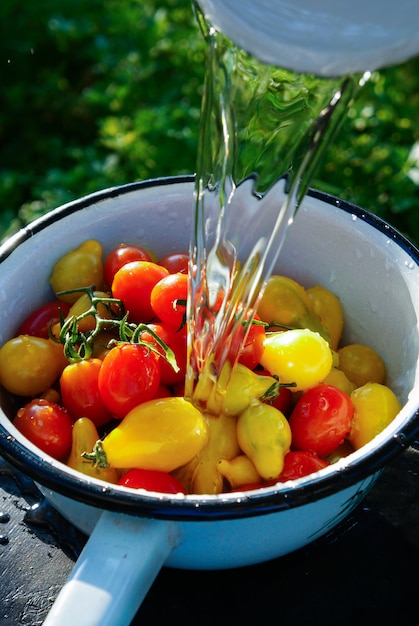  cherry tomatoes bowl cleaning with a stream of water                           