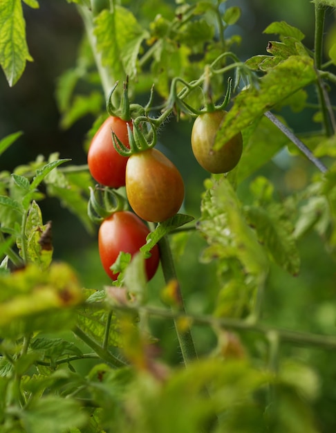 Cherry Tomatoes in a Garden