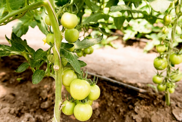 Photo cherry tomatoes in greenhouse