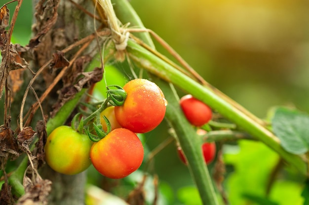 Cherry Tomatoes, Organic Cherry Tomatoes