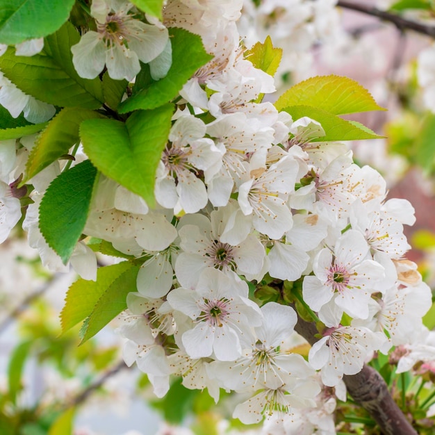 満開の桜 春の季節