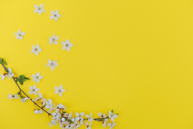 Fiore di ciliegio aprile natura floreale e fiore di sakura primaverile su sfondo colorato banner per l'8 marzo buona pasqua con posto per testo concetto di primavera vista dall'alto piatto lay