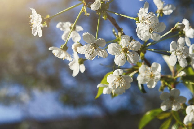 Cherry tree blossom background, closeup of beautiful branch with small white flower buds. Spring nature