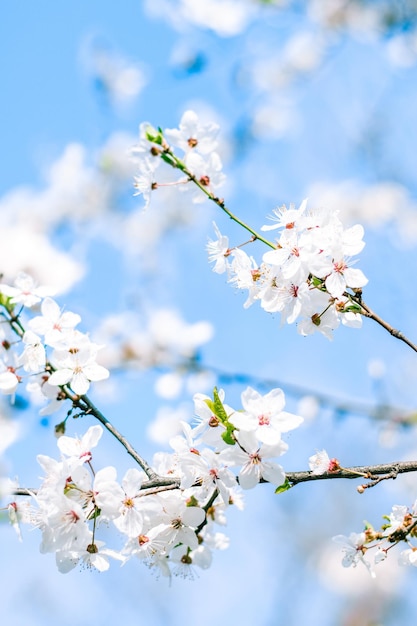 自然の背景として桜の花と青い空白い花