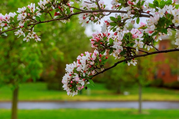 Cherry tree blossom over nature background spring flowers spring bloom background romantic white