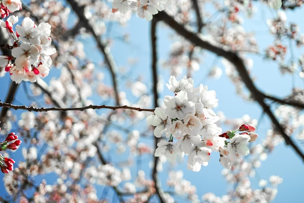 Cherry tree blossom in spring