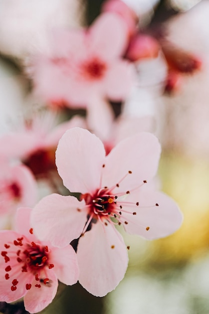 봄의 벚꽃