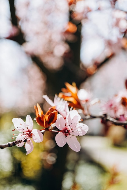 cherry tree blossom in spring