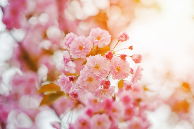 Photo cherry tree blossom with sunbeam