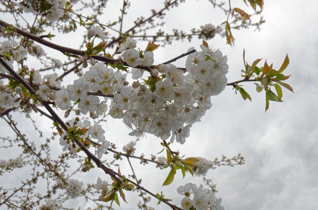 手前に桜が咲く