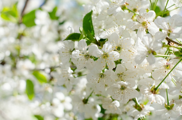 Cherry tree blossoms. White spring flowers close-up. Soft focus spring seasonal background.