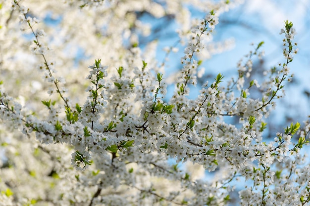Вишневое дерево цветет белые весенние цветы крупным планом мягкий фокус весна сезонный фон