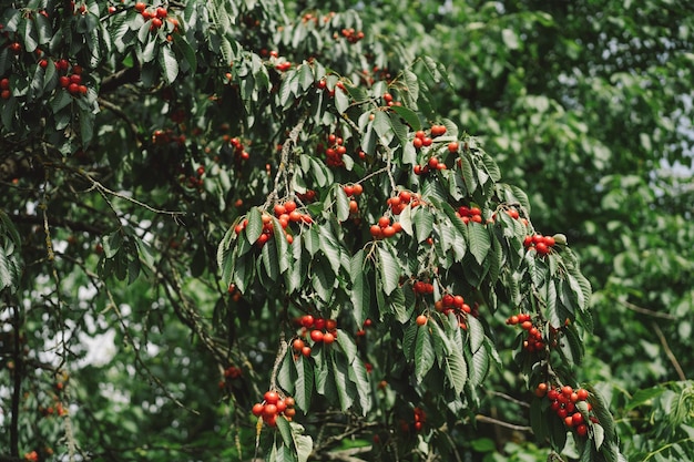 벚나무 가지 초여름에 추수 직전에 나뭇가지에 있는 붉고 달콤한 체리
