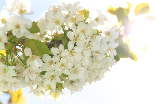 Cherry tree branch with blooming white flower