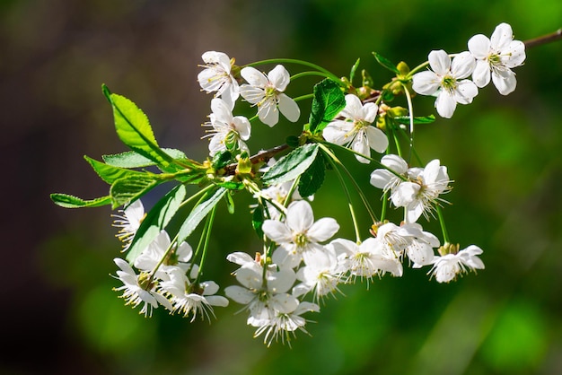 繊細な白い花の桜の枝