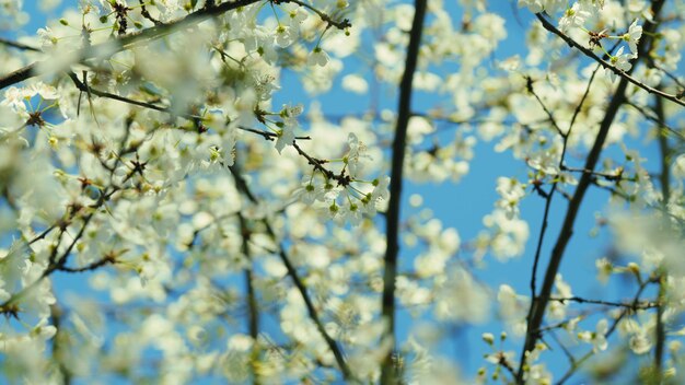 Cherry tree branch with lots of small white flowers blossoms with small white flowers