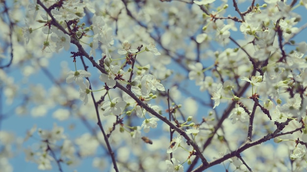 Cherry tree branch with lots of small white flowers blossoms with small white flowers